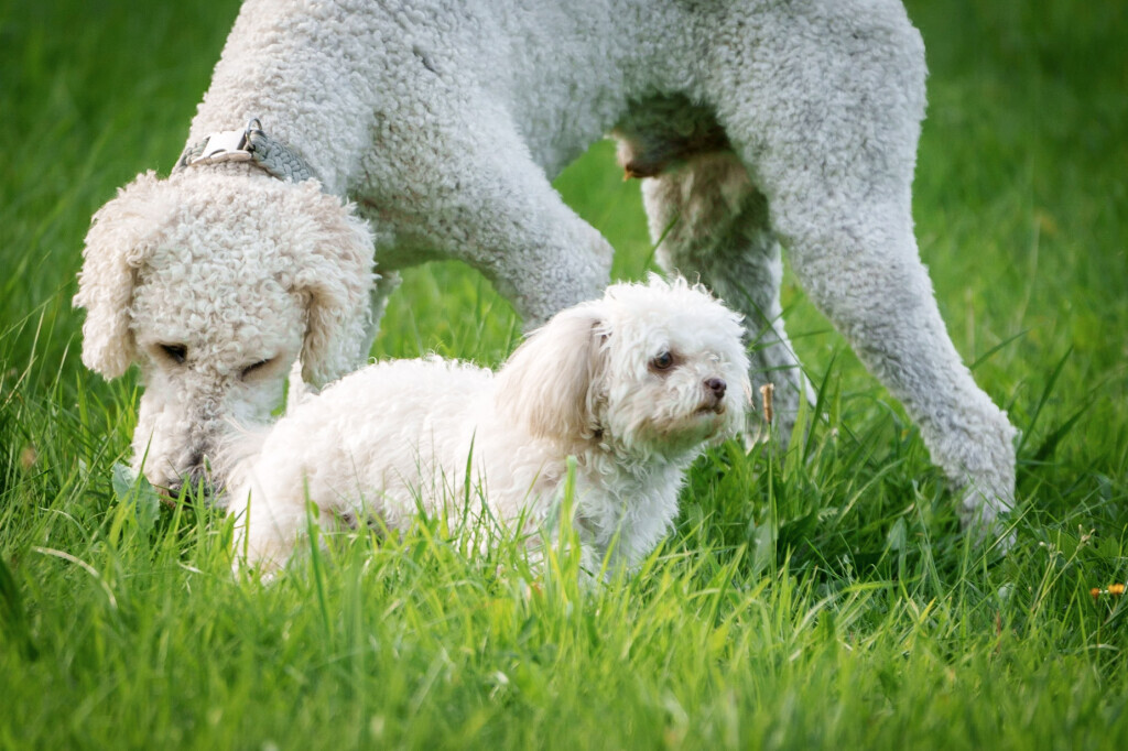 Bilder Hundecoach Melly- Mobil & Individuell