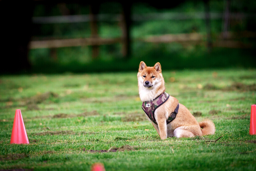 Bilder Hundecoach Melly- Mobil & Individuell