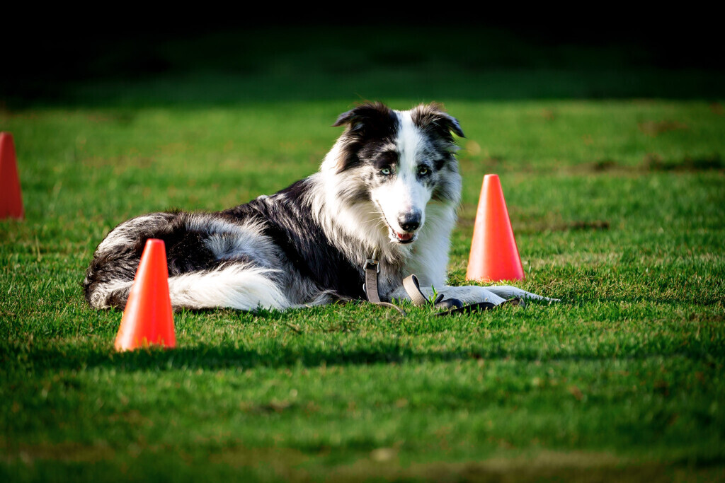Bilder Hundecoach Melly- Mobil & Individuell