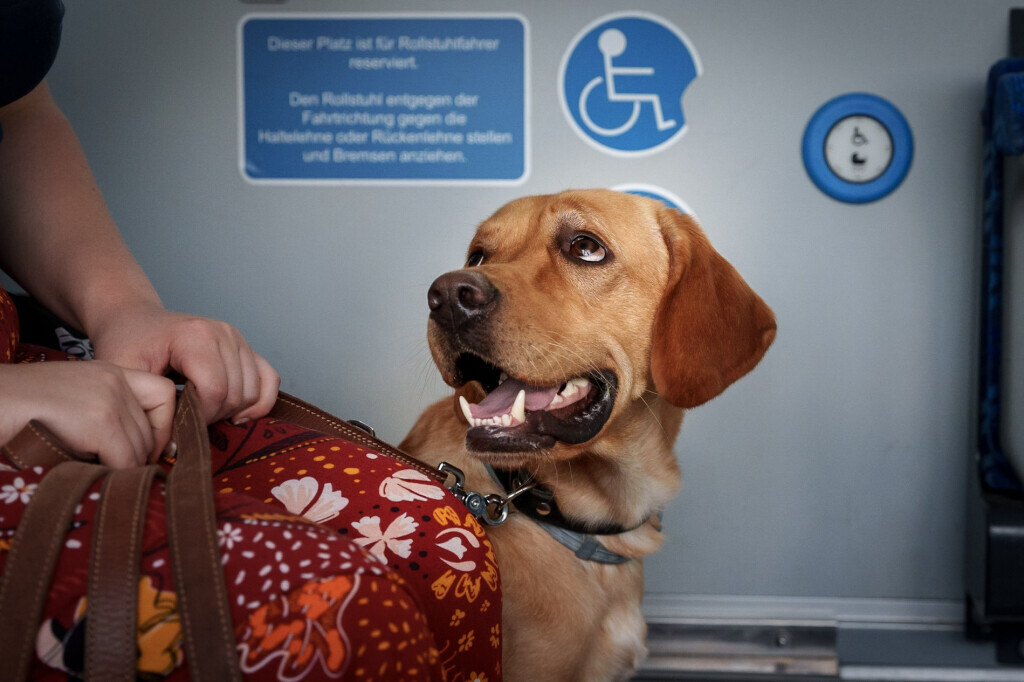 Bilder Hundecoach Melly- Mobil & Individuell