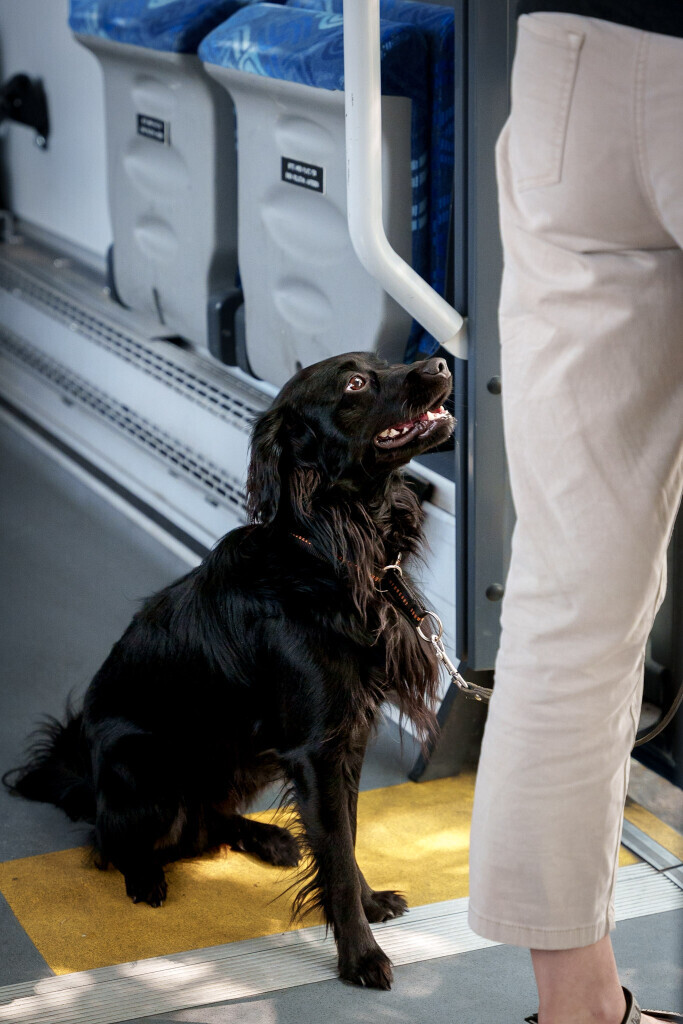 Bilder Hundecoach Melly- Mobil & Individuell