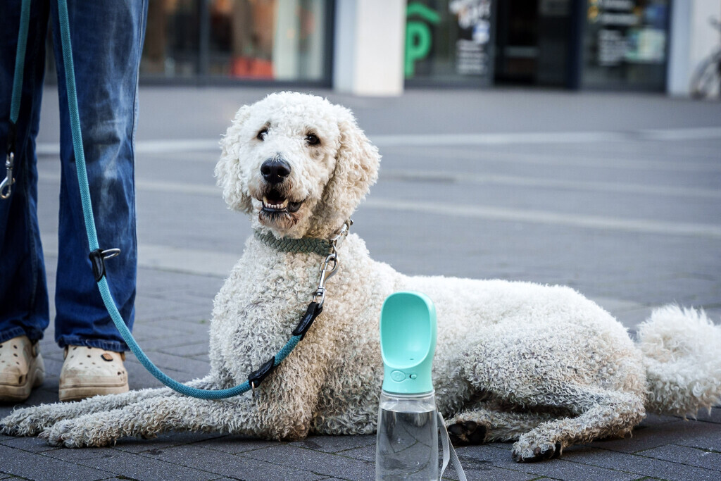 Bilder Hundecoach Melly- Mobil & Individuell