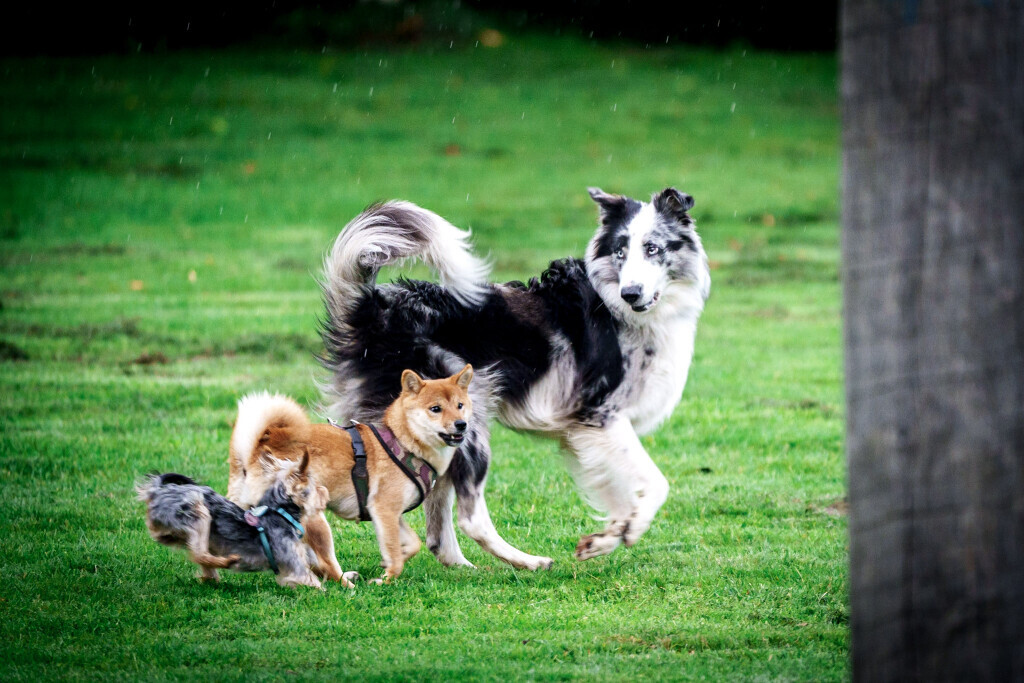 Bilder Hundecoach Melly- Mobil & Individuell