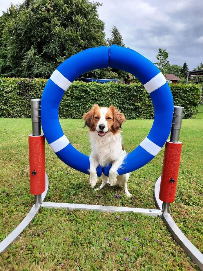 Bilder Moor Dogs Hundeschule