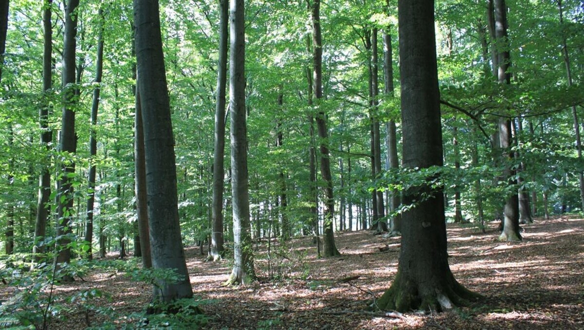 Bilder FriedWald Hückeswagen