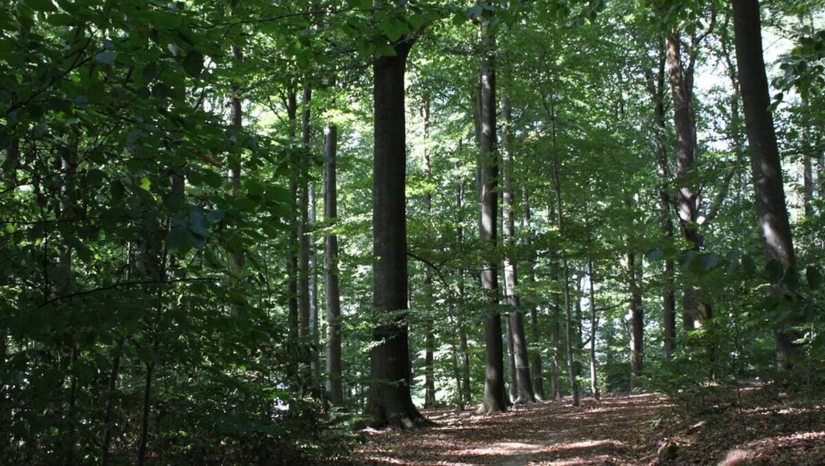 Bilder FriedWald Hückeswagen