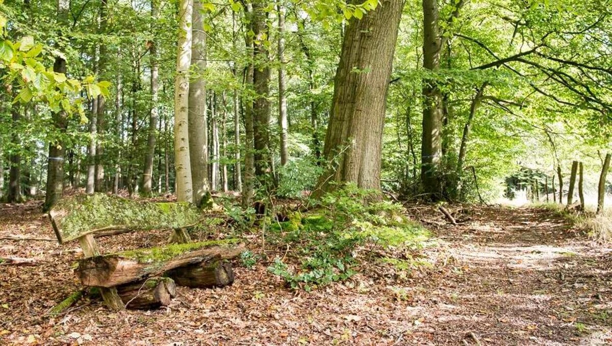 Bilder FriedWald Hückeswagen