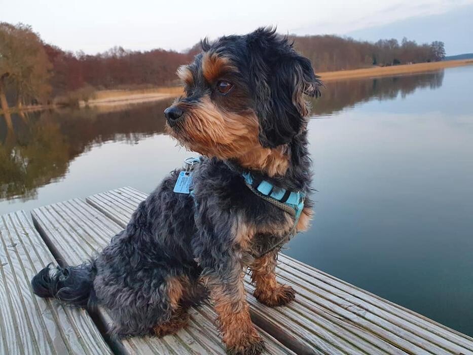 Bilder Hundeschule CaniSpirit