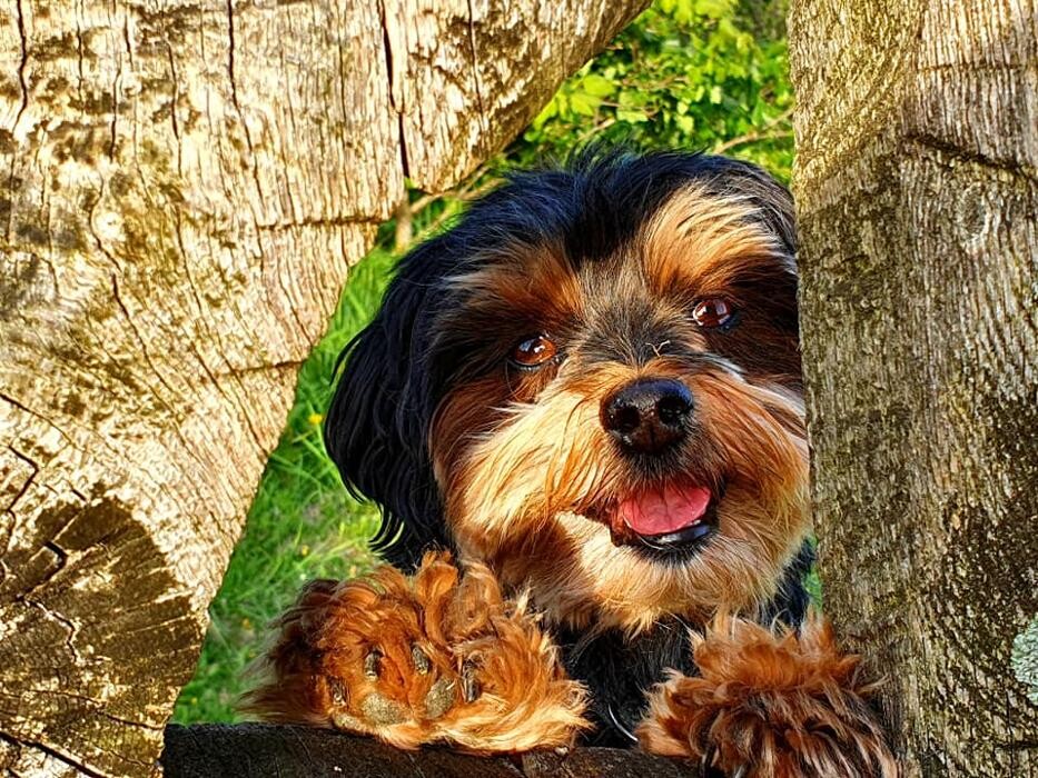 Bilder Hundeschule CaniSpirit