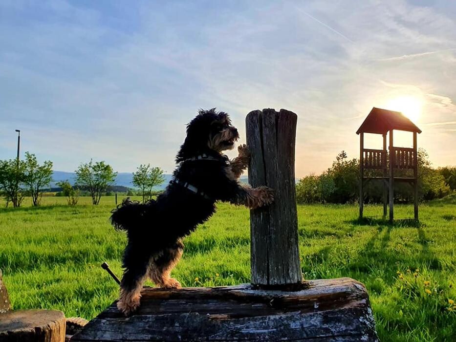 Bilder Hundeschule CaniSpirit