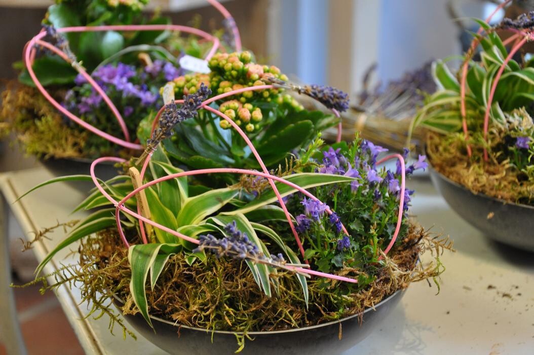 Bilder Blatt & Blüte | natürlich kreativ