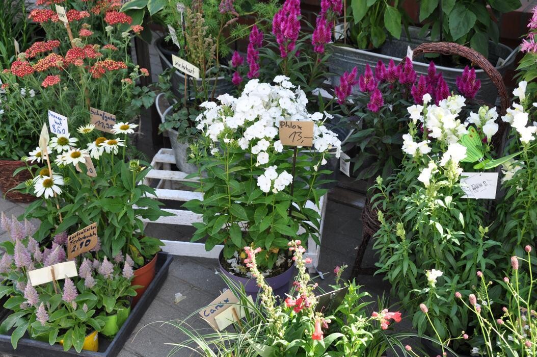 Bilder Blatt & Blüte | natürlich kreativ