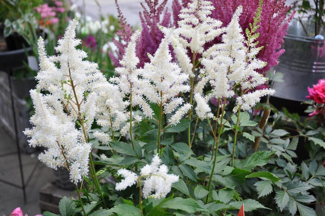 Bilder Blatt & Blüte | natürlich kreativ