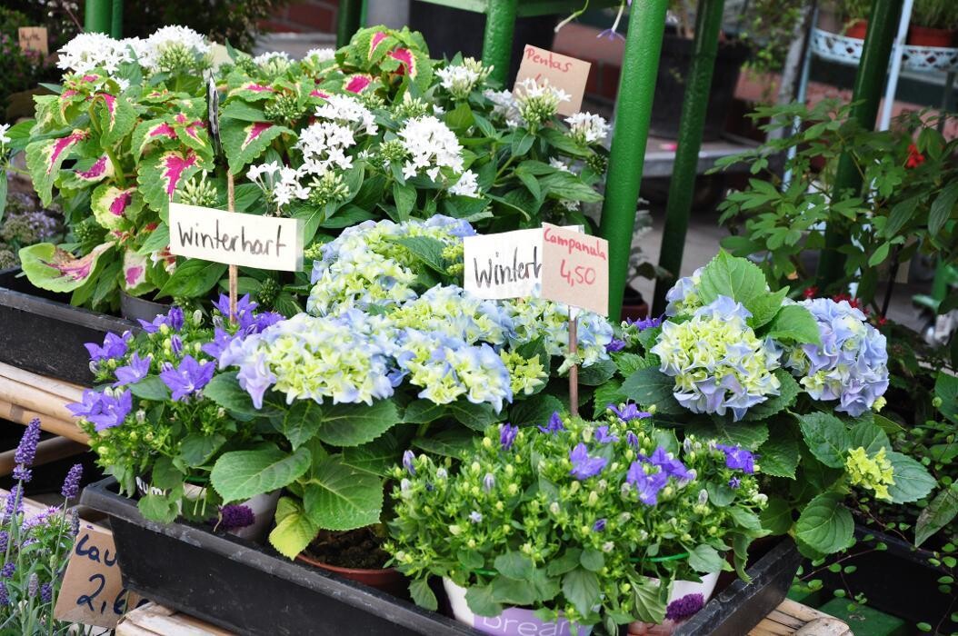 Bilder Blatt & Blüte | natürlich kreativ