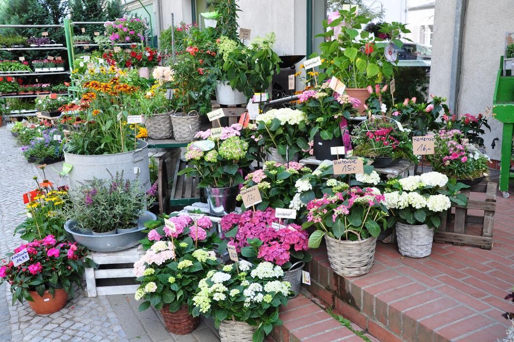 Bilder Blatt & Blüte | natürlich kreativ