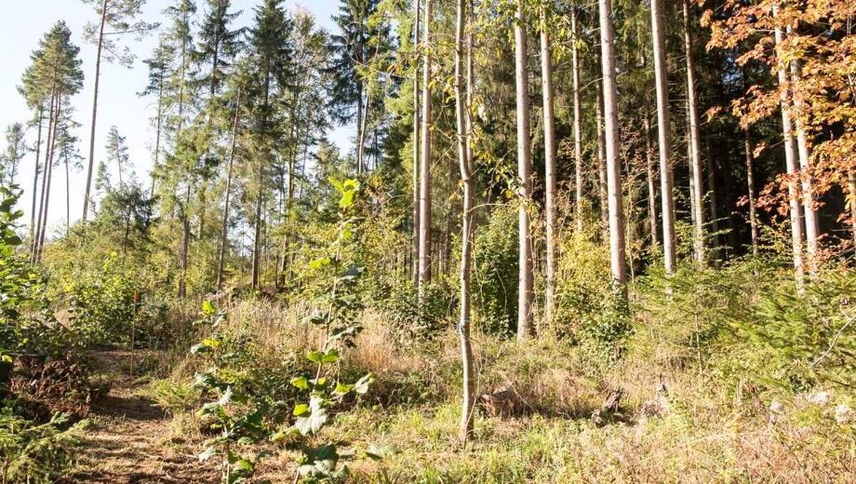 Bilder FriedWald Donaueschingen