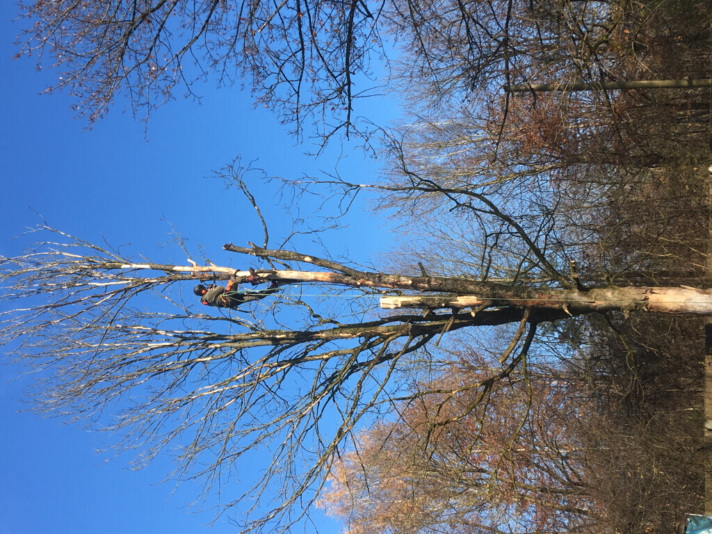 Bilder Gartenprofi Christian Kieweg, Gestaltung & Gartenpflege