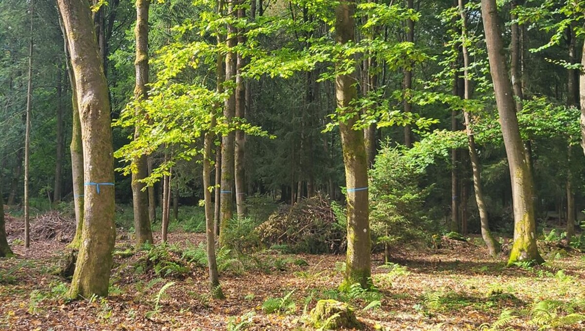 Bilder FriedWald Luisenburg im Fichtelgebirge