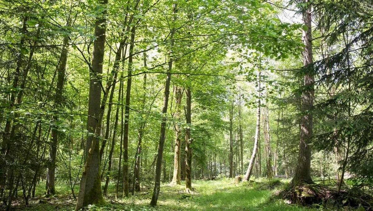 Bilder FriedWald Luisenburg im Fichtelgebirge