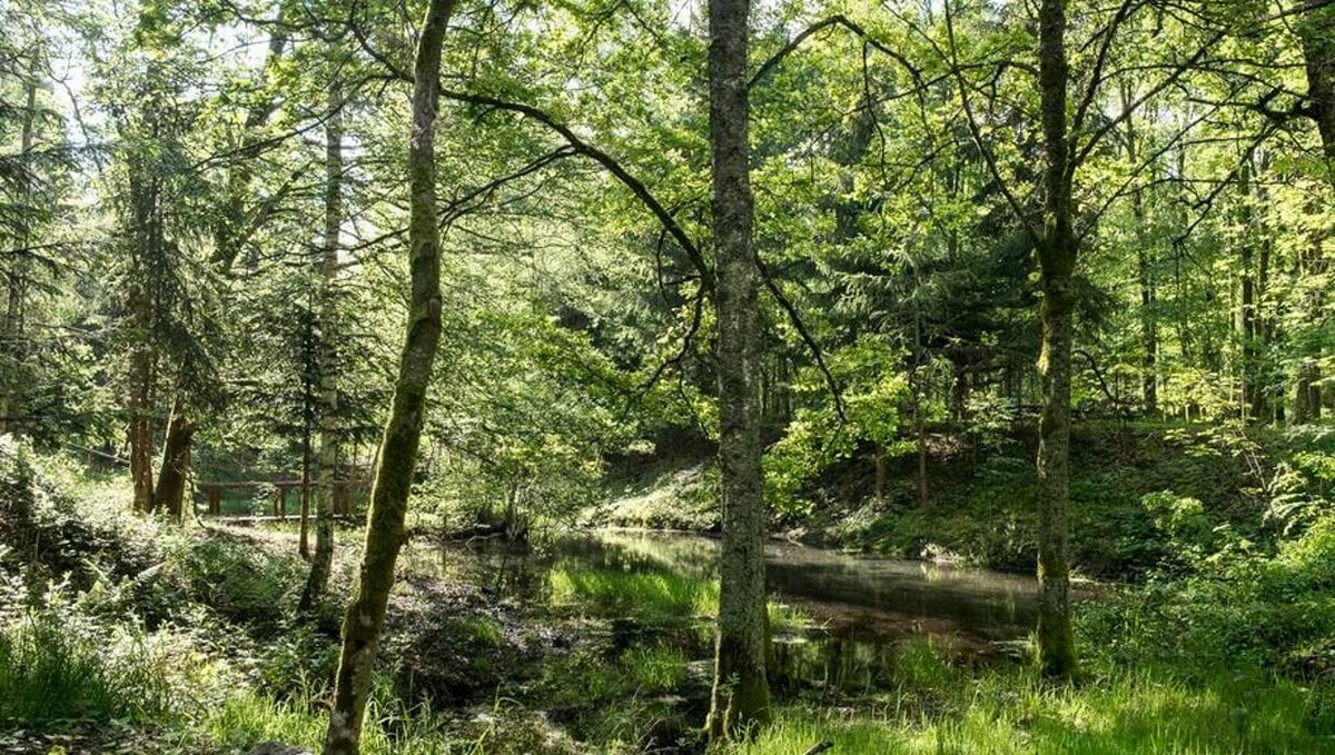 Bilder FriedWald Luisenburg im Fichtelgebirge