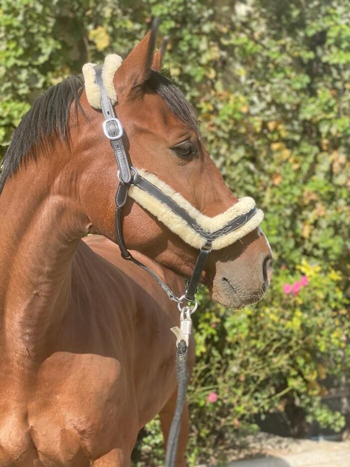 Bilder Reitsportsattlereileo