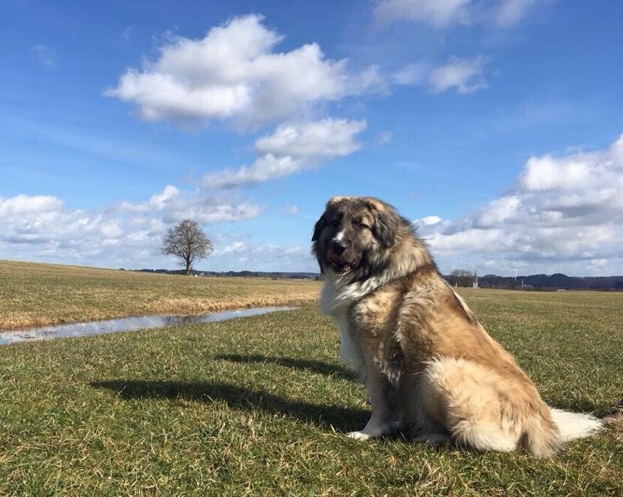 Bilder Katja Herz Hundehaltercoaching