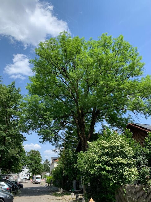 Bilder Baumpflege Baum & Blatt