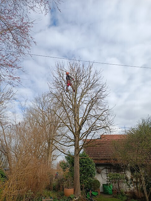 Bilder Baumpflege Baum & Blatt