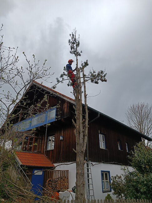 Bilder Baumpflege Baum & Blatt