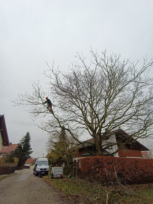 Bilder Baumpflege Baum & Blatt