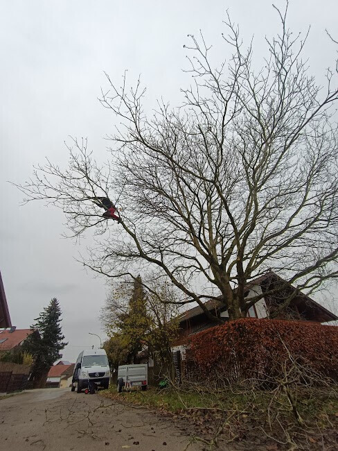 Bilder Baumpflege Baum & Blatt