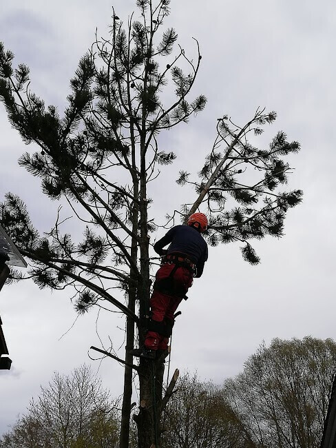 Bilder Baumpflege Baum & Blatt