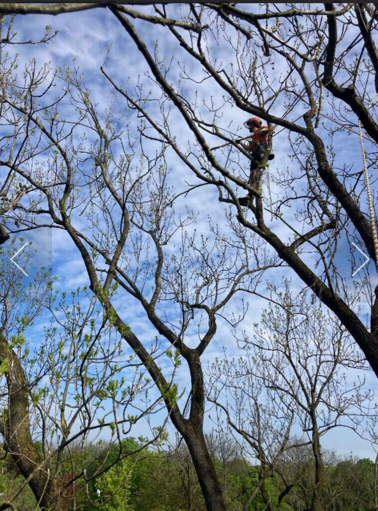 Bilder Baumpflege Baum & Blatt