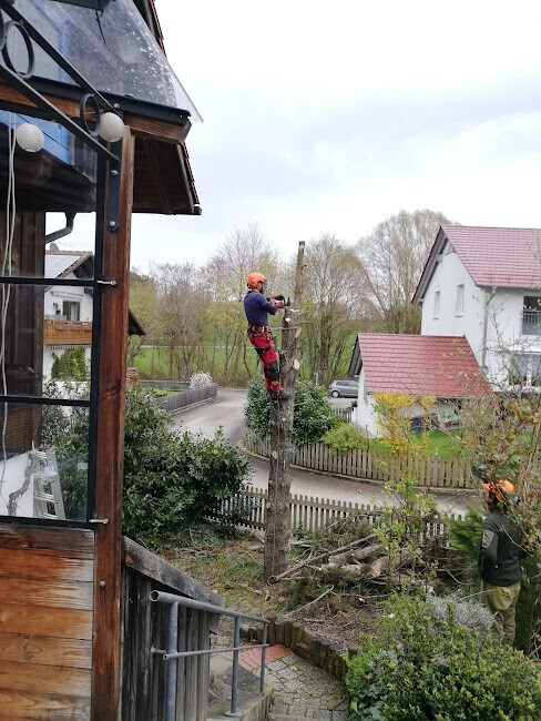 Bilder Baumpflege Baum & Blatt