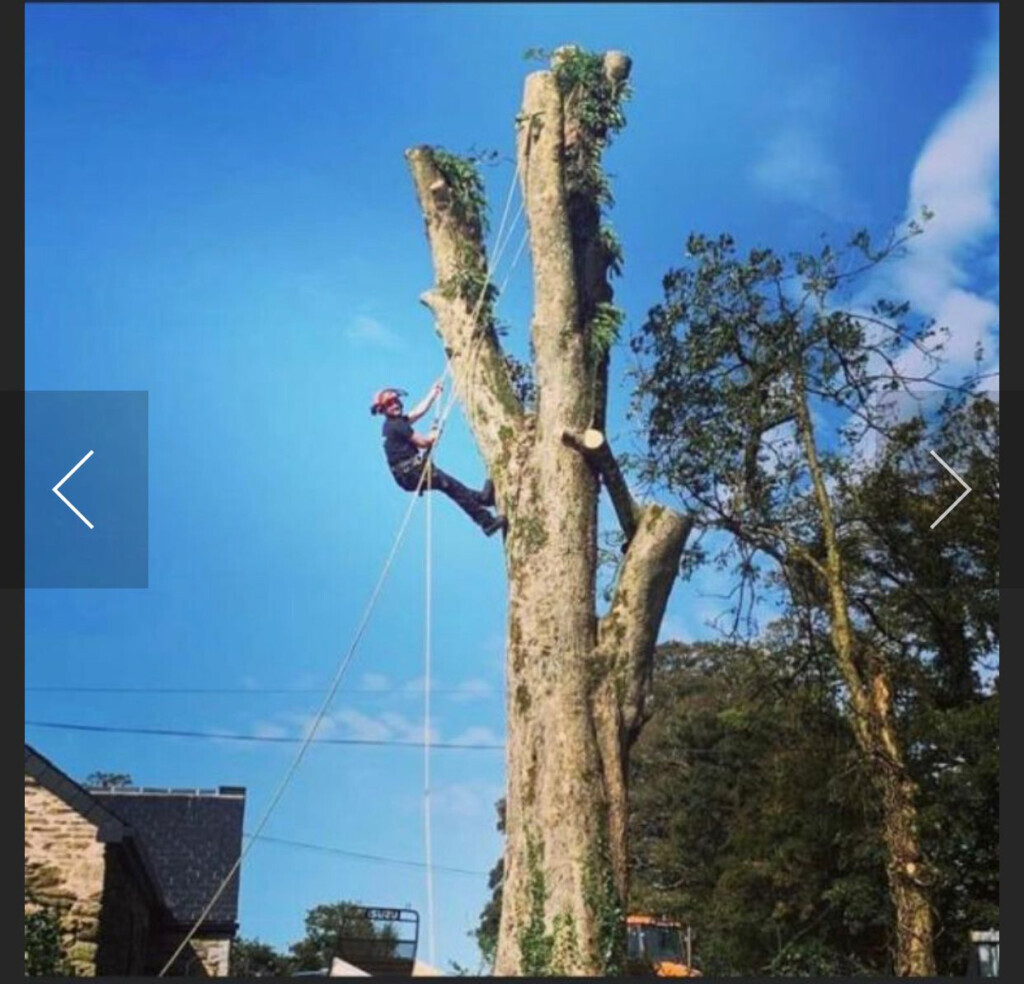 Bilder Baumpflege Baum & Blatt