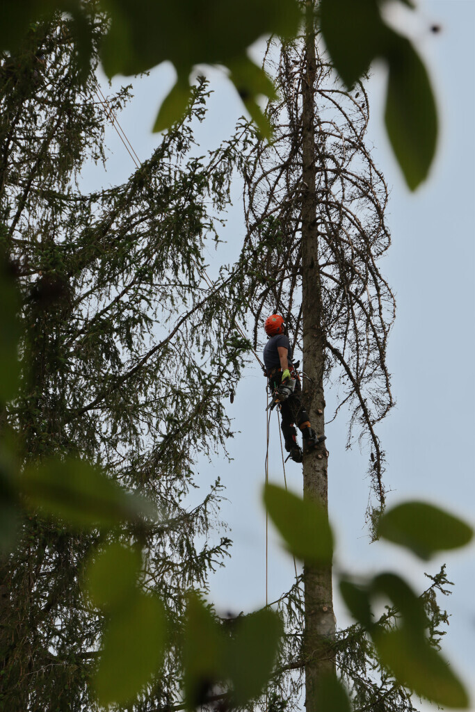 Bilder Baumpflege Baum & Blatt