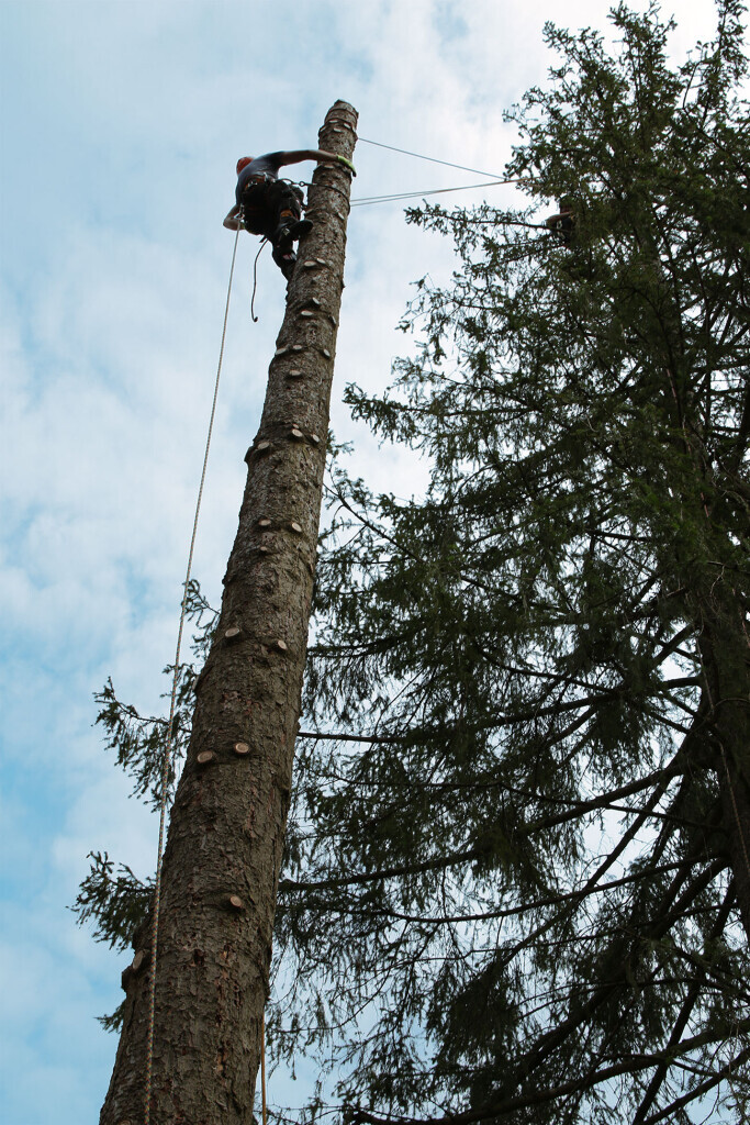 Bilder Baumpflege Baum & Blatt