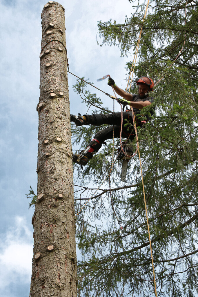 Bilder Baumpflege Baum & Blatt