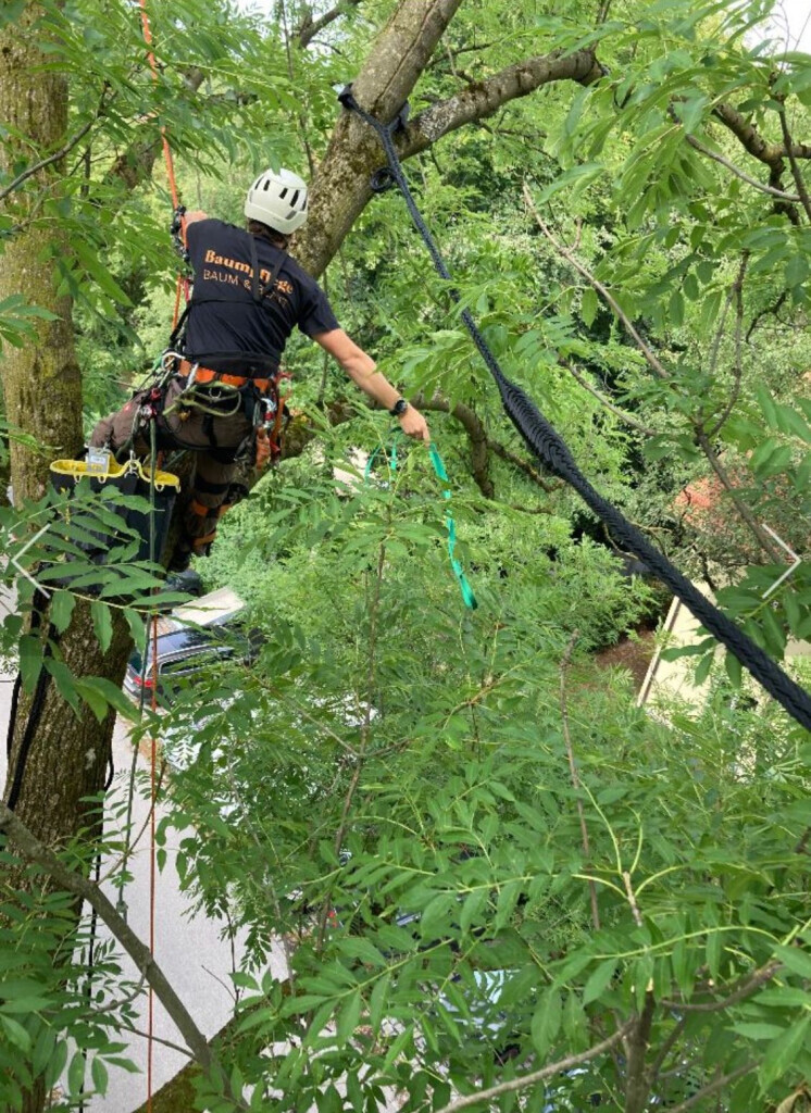 Bilder Baumpflege Baum & Blatt