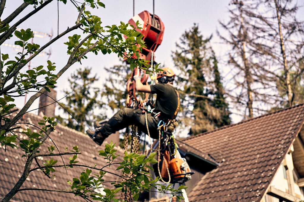 Bilder Baumpflege Baum & Blatt