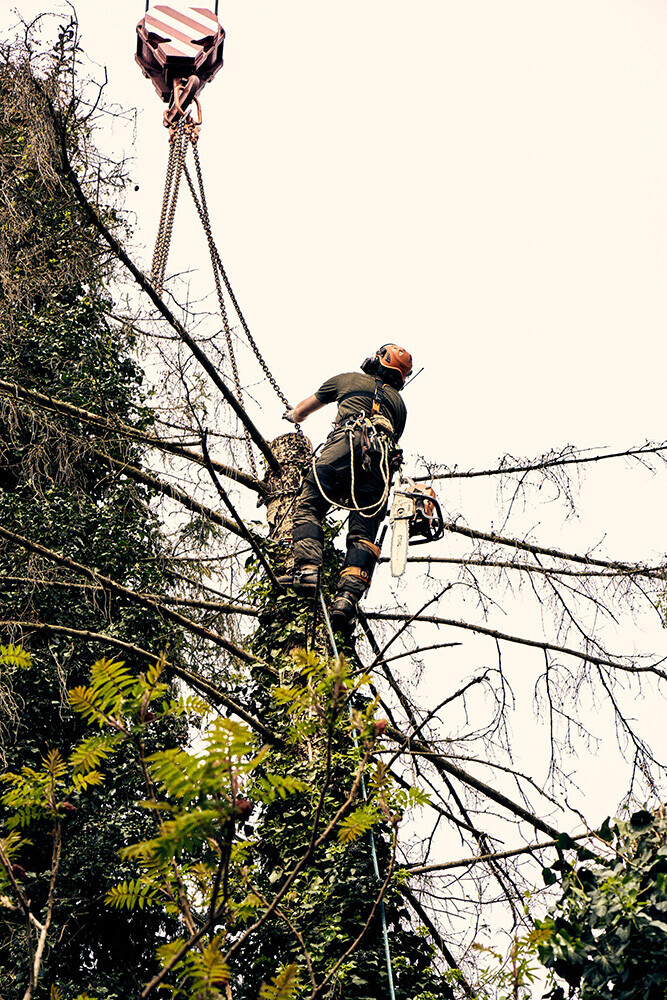 Bilder Baumpflege Baum & Blatt