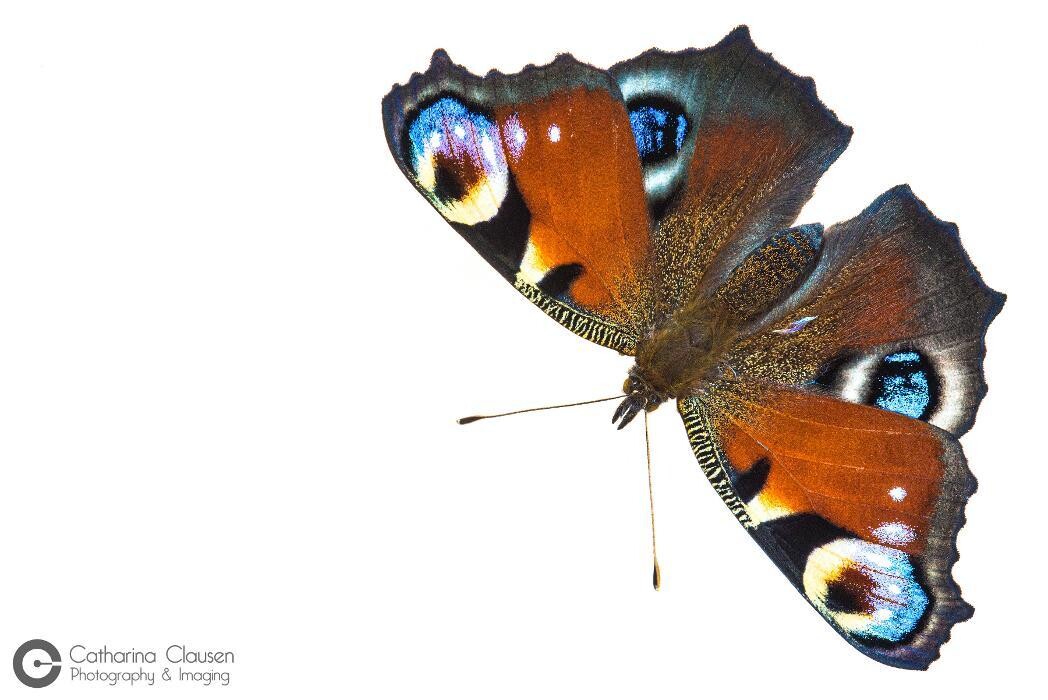 Bilder Catharina Clausen Fotografie