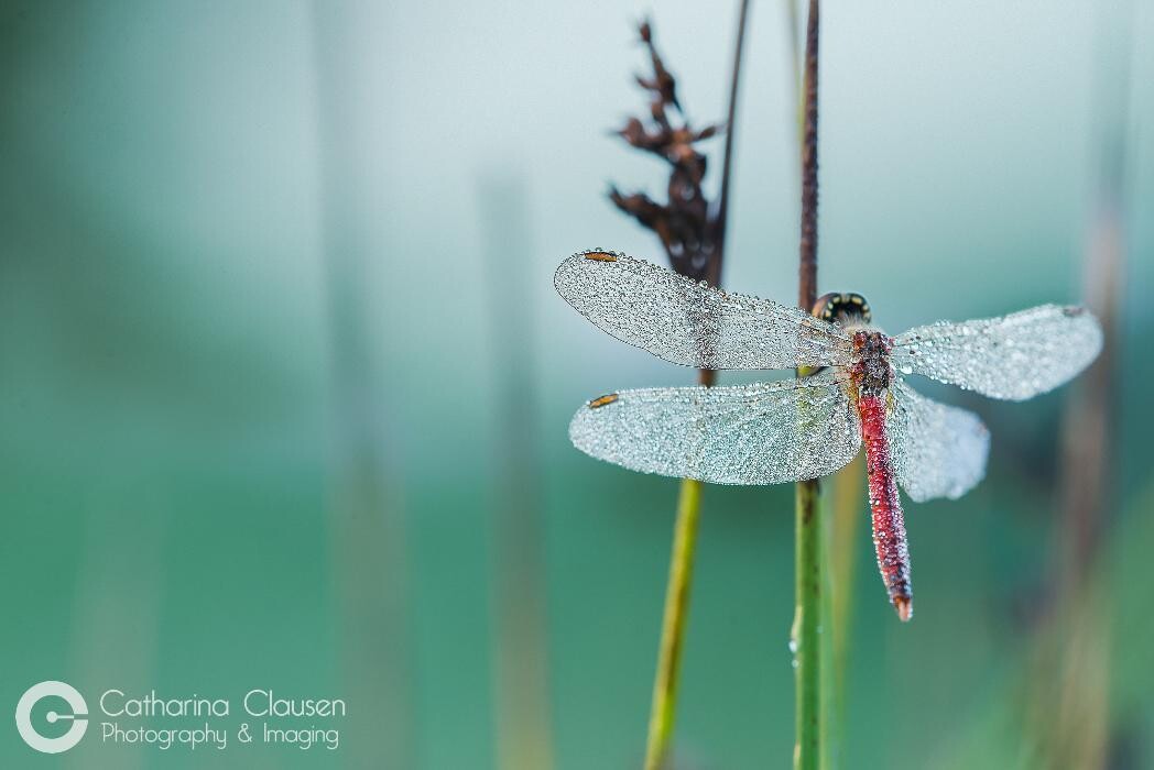 Bilder Catharina Clausen Fotografie