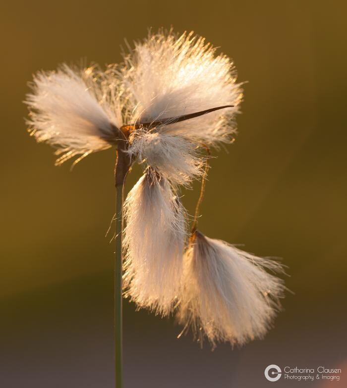 Bilder Catharina Clausen Fotografie