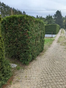 Bilder Robert Schöne Garten - und Bauservice