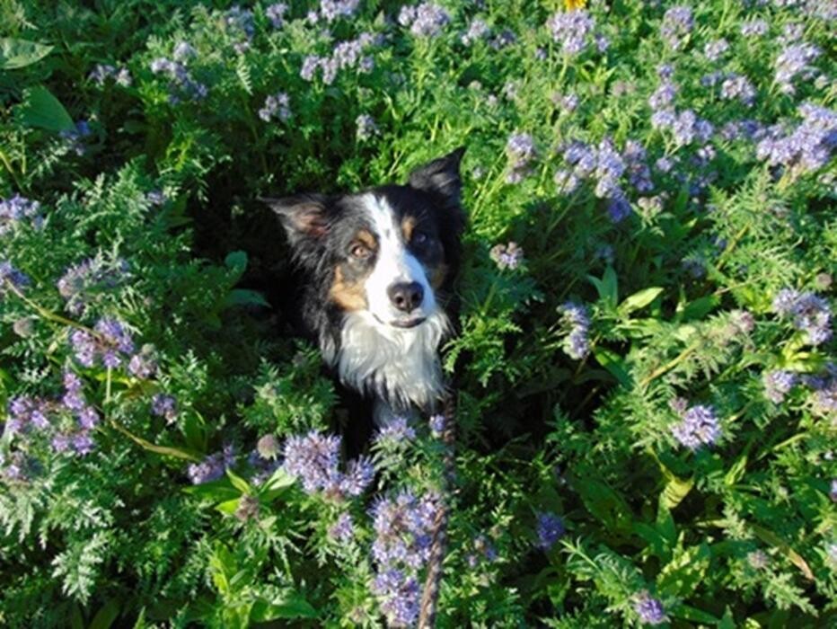 Bilder Naturheilkundliche Praxis für Tiere - Hundeosteopathie