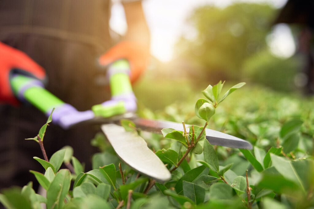 Bilder Gartenbau Howey