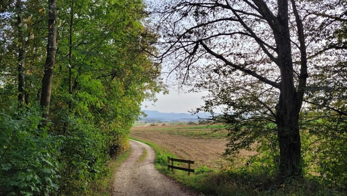 Bilder FriedWald Schurwald