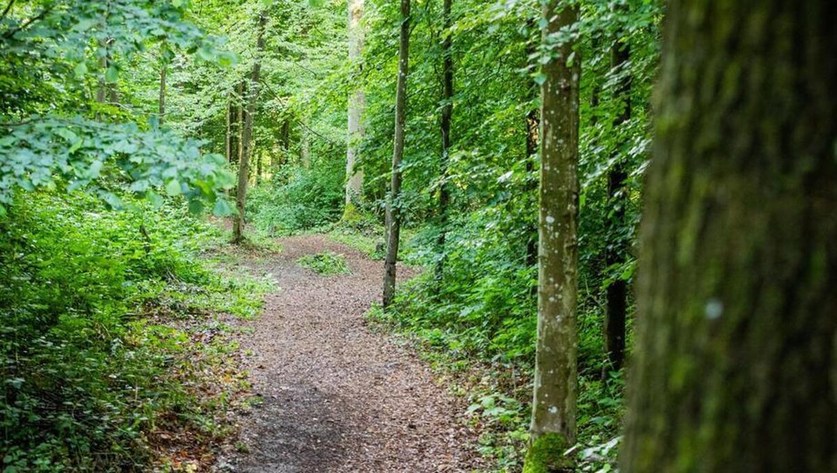 Bilder FriedWald Schurwald