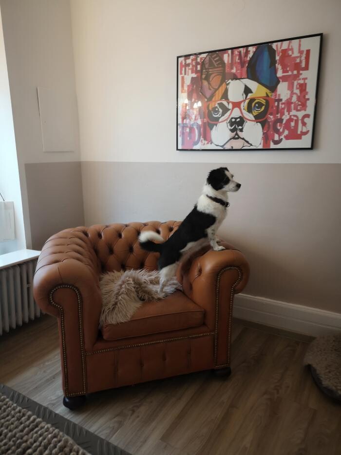 Bilder Wunderfell der Hundesalon